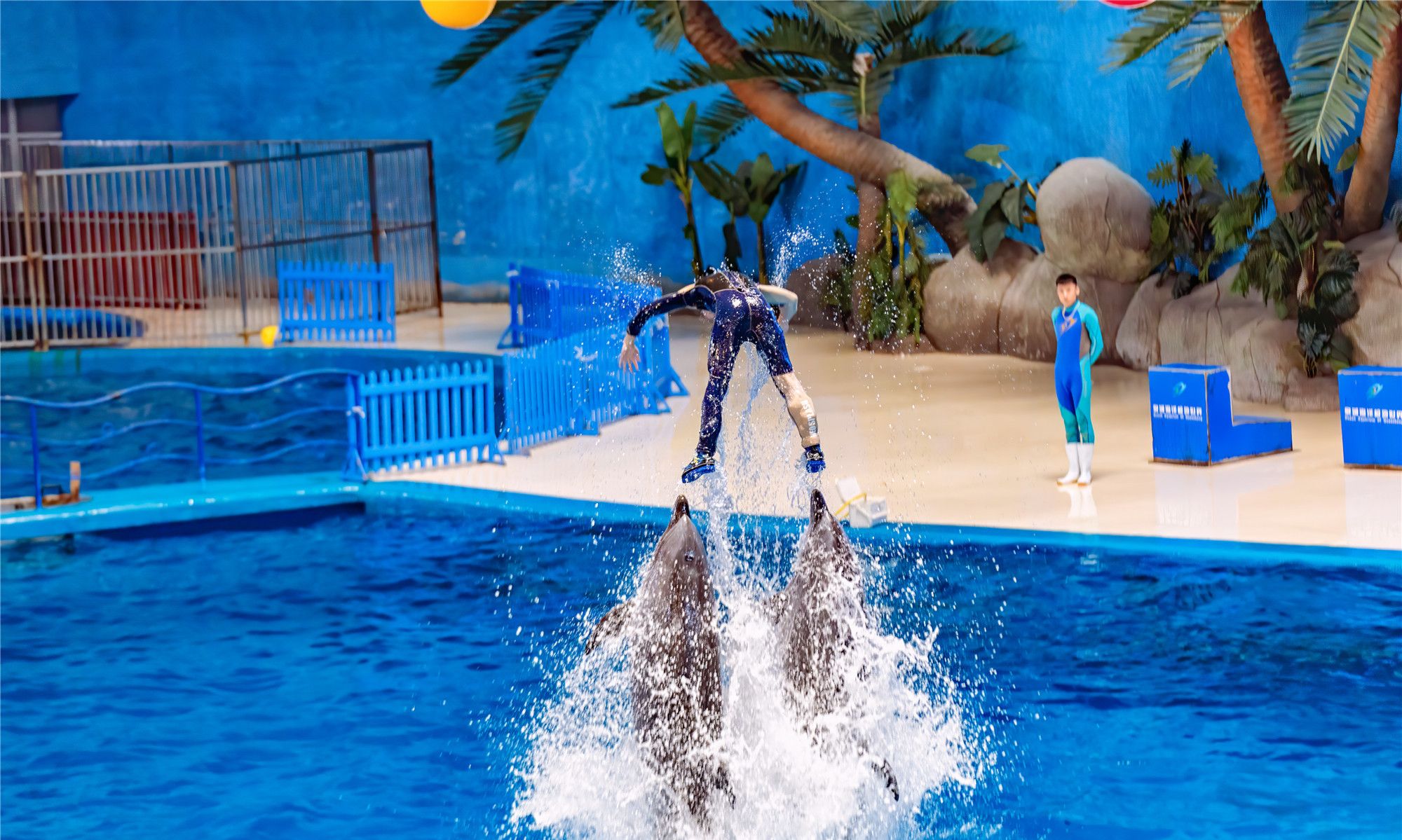 山东一家海洋馆的表演为何引来数千人惊呼原因不仅是精彩纷呈