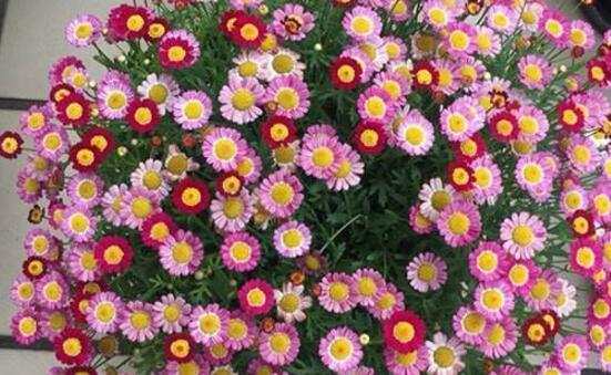 养花试试这几款盛花期时见花不见叶十分壮观美丽