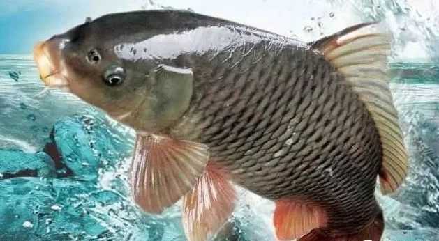青未了:北湖的鱼|鱼|鲤鱼_新浪新闻