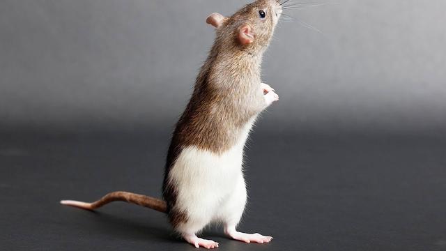 而且生肖鼠执行力比较强,生肖鼠也会坚持到最后,所以生肖鼠终究会如愿