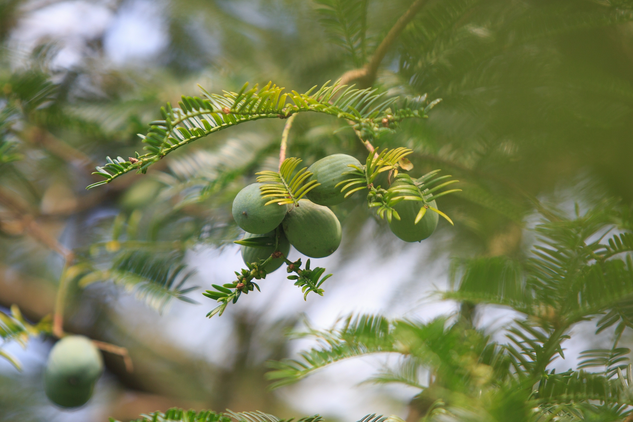 1700多株香榧树免费送村民 乡贤带领全村共筑致富梦