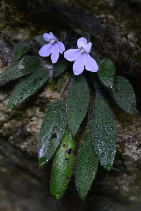 大花石蝴蝶