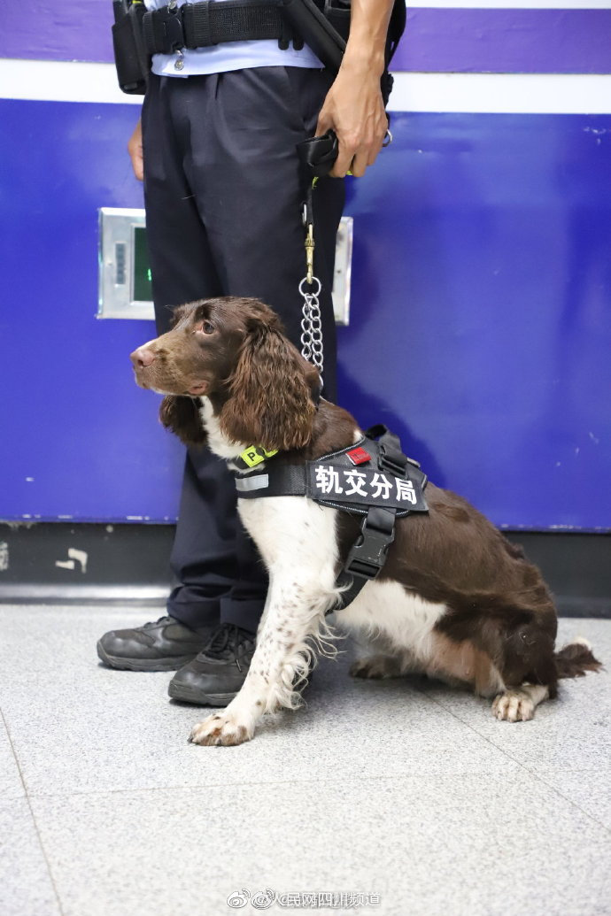 地铁里的警犬有多可爱|警犬|狗_新浪新闻