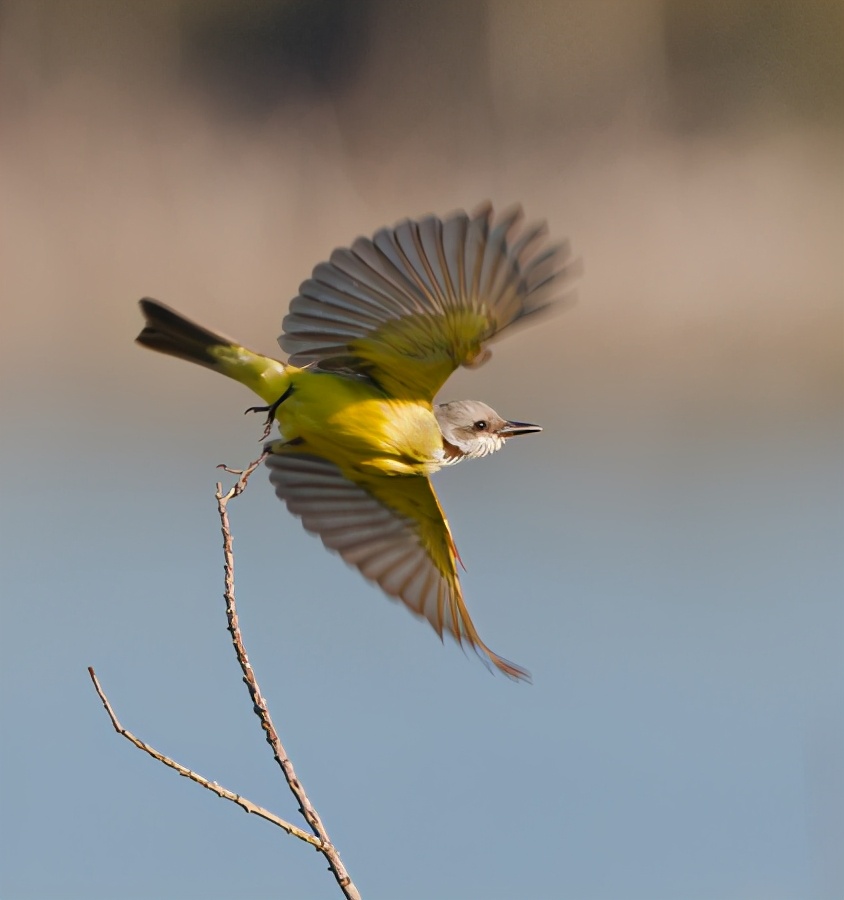 让老鹰都害怕的必胜鸟一旦被盯上就会被打得乱窜哀嚎