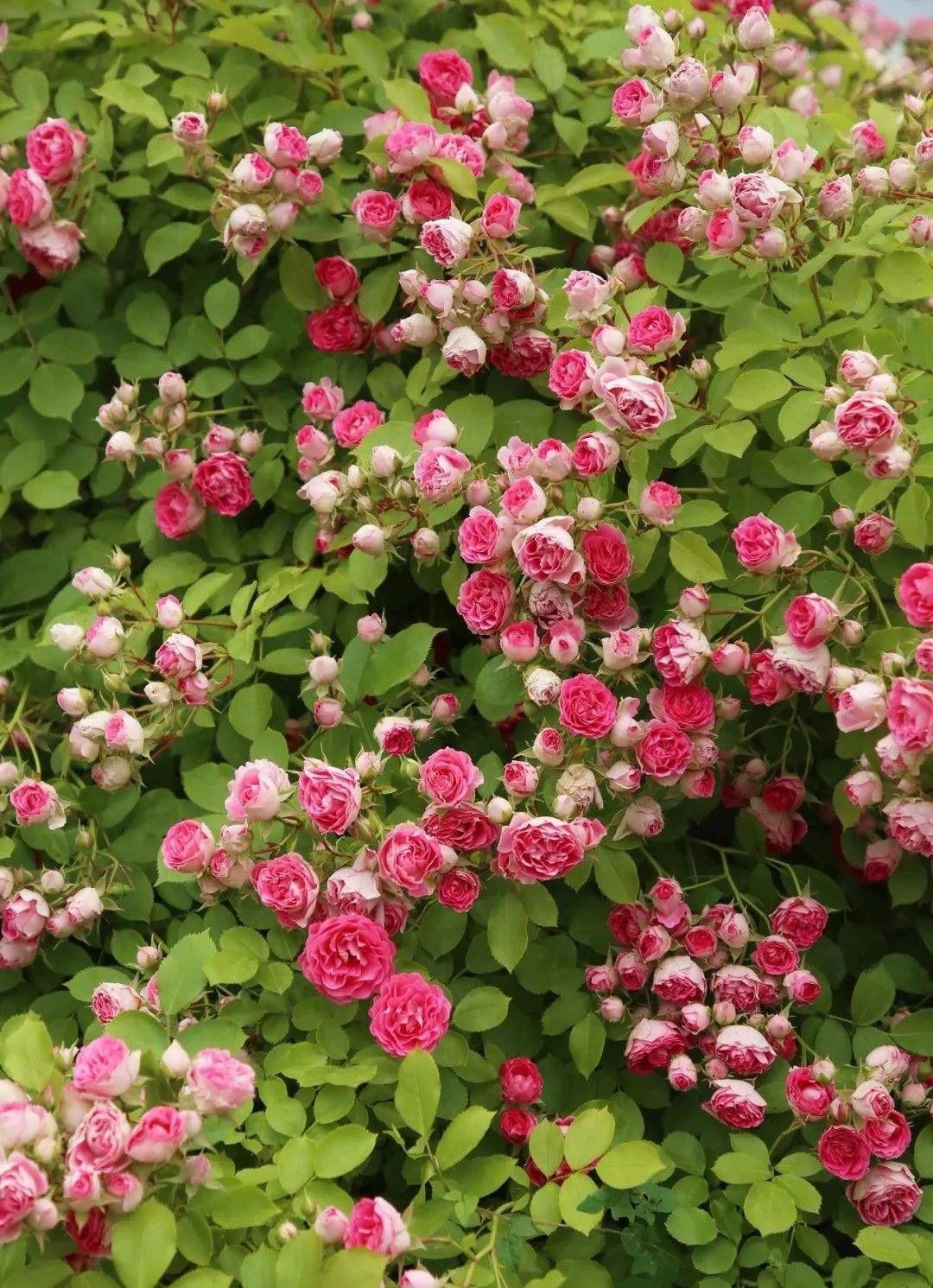 蔷薇月季胭脂扣适合种在庭院里生长速度很快花量还很大