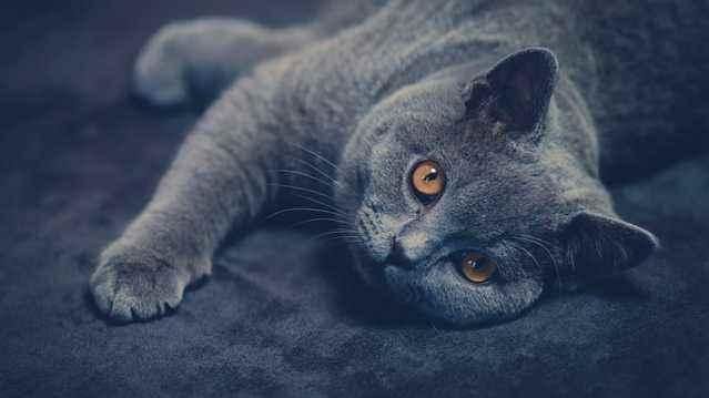 英国短毛猫能活几年有这五个迹象的它已经算老年猫了