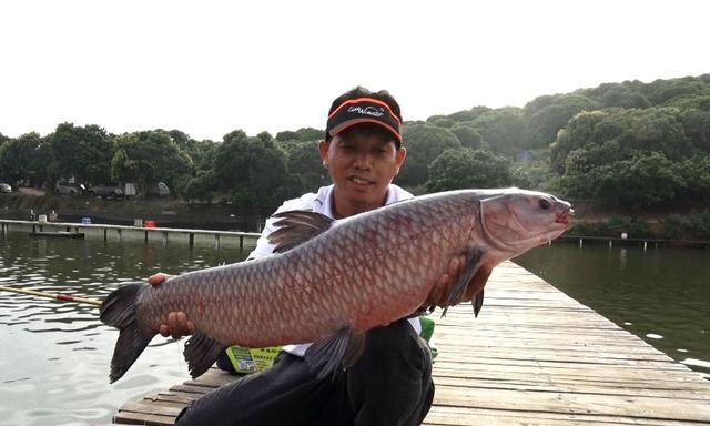 大青鱼怎么钓?黑坑青鱼为什么不好钓?大物黑坑老板的惯用套路