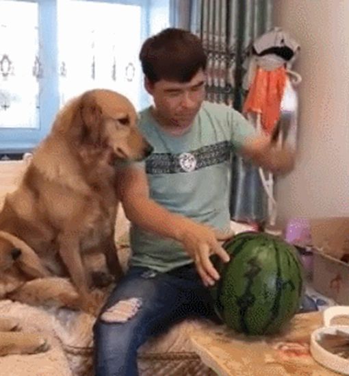 男子用神奇劈西瓜，用力太使劲，金毛在一旁被吓惨了！休闲区蓝鸢梦想 - Www.slyday.coM