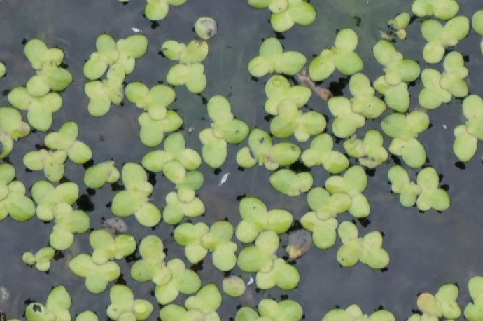 比熊猫珍稀的极危植物归来您家乡就有植物分类学并不容易