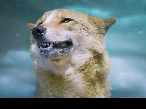 人类杀了狼王扒皮放风筝狼群把马群直接冻成冰雕