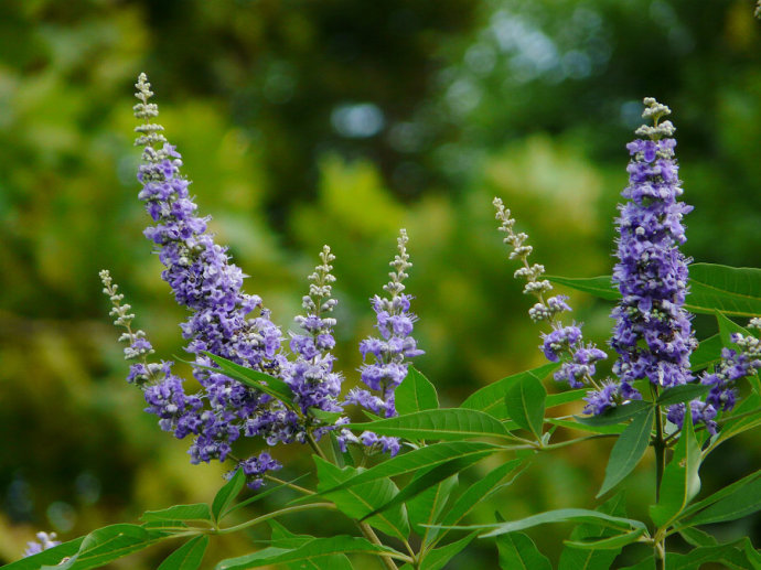 很棒的三种花,喜欢养花要入手,耐晒耐高温|养花|飘香藤|牡荆_新浪新闻