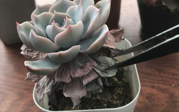 到了夏季,多肉底部的叶片枯萎,脱落该怎么处理?