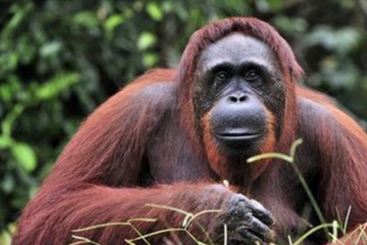 猩猩撕咬着麻袋,游客看了却疑惑不已,直到猩猩给自己做了件衣服