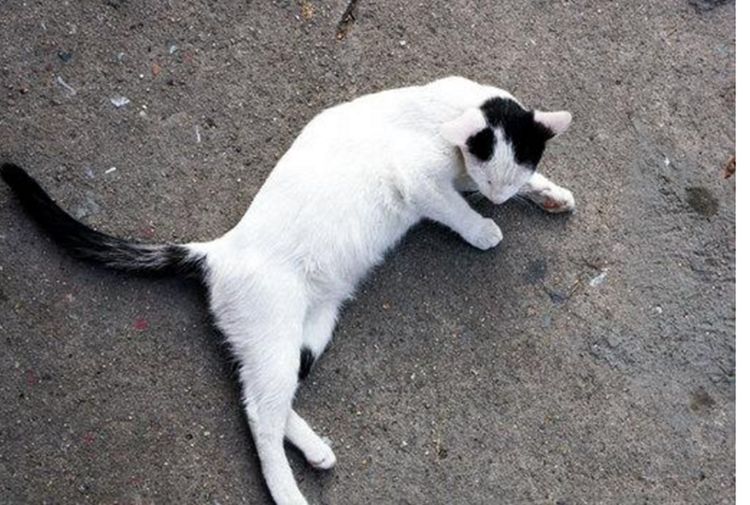 流浪猫躺地上晒太阳过路男子摸了摸它结果却被讹上了