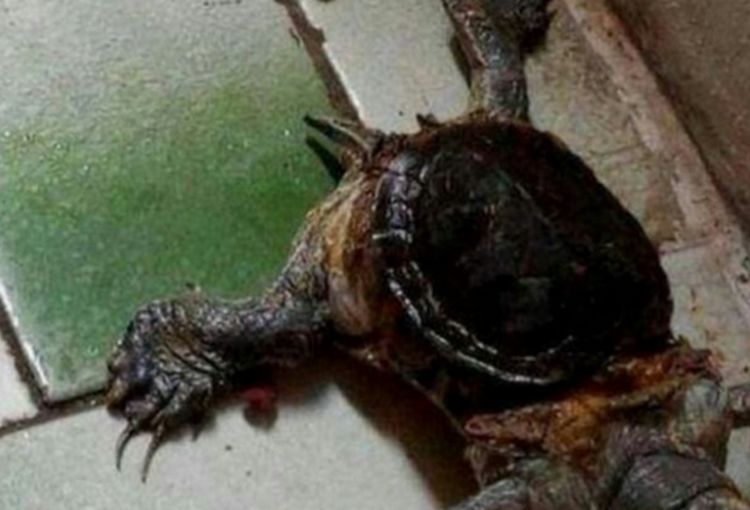 朋友养的乌龟变异弄清其中真相后让人哭笑不得