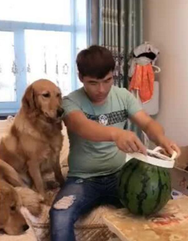 男子用神奇劈西瓜，用力太使劲，金毛在一旁被吓惨了！休闲区蓝鸢梦想 - Www.slyday.coM