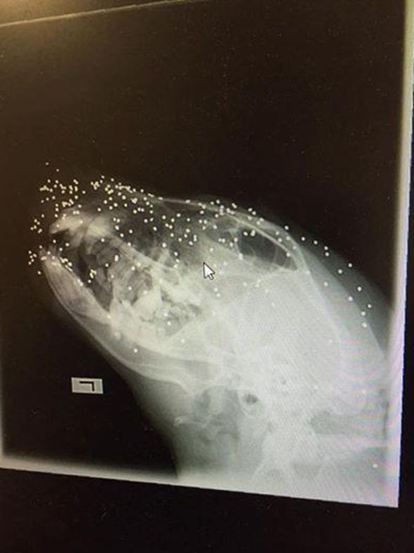 后来宠友拿到死去狗狗的尸检报告,宠友才得知真相,原来狗狗是一口吃了