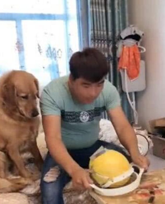 男子用神奇劈西瓜，用力太使劲，金毛在一旁被吓惨了！休闲区蓝鸢梦想 - Www.slyday.coM