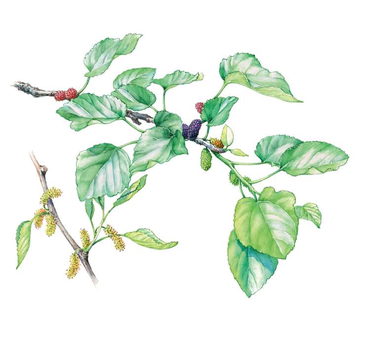 海中金涧下水桑松木生肖牛8月运势情场失意事业得意