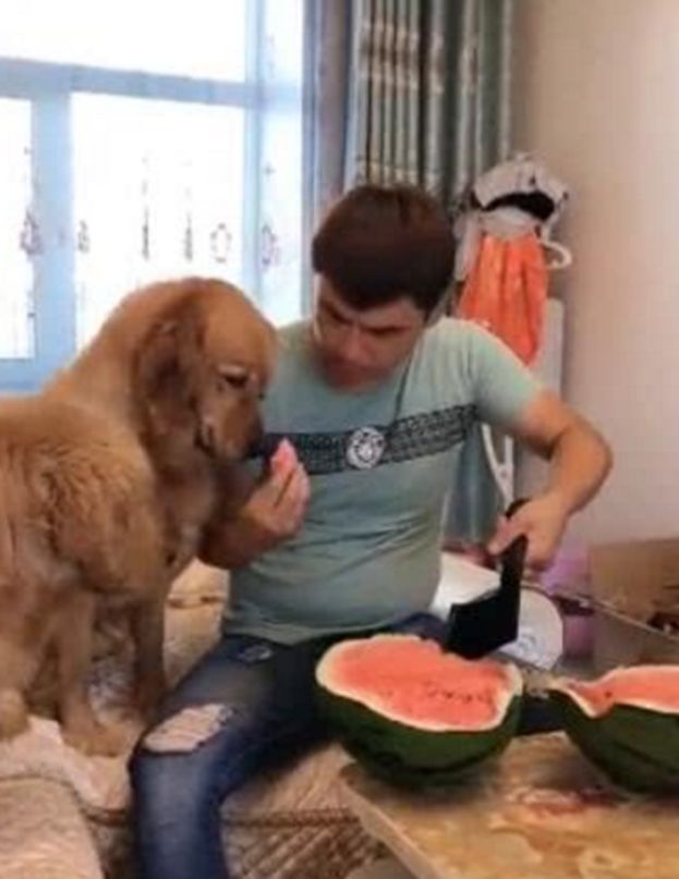 男子用神奇劈西瓜，用力太使劲，金毛在一旁被吓惨了！休闲区蓝鸢梦想 - Www.slyday.coM