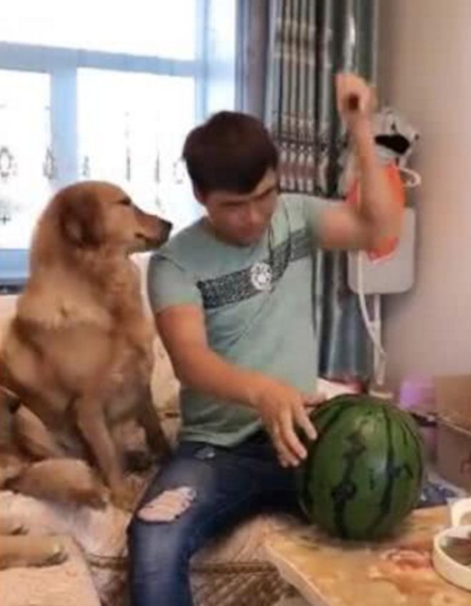 男子用神奇劈西瓜，用力太使劲，金毛在一旁被吓惨了！休闲区蓝鸢梦想 - Www.slyday.coM