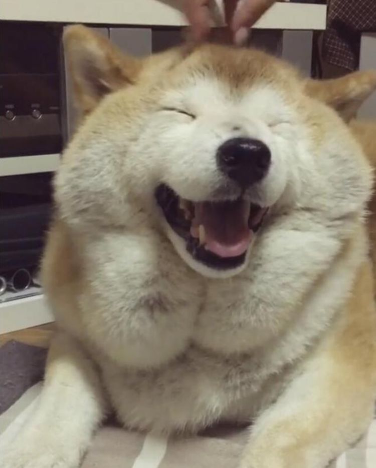 柴犬身材性感喜欢被人抚摸开心时眯眼笑萌化了众人