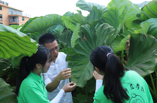     宁德师院生命科学学院师生利用暑期社会实践助力福鼎农民防治槟榔芋病虫害。 崔柳 雷诗桐/摄