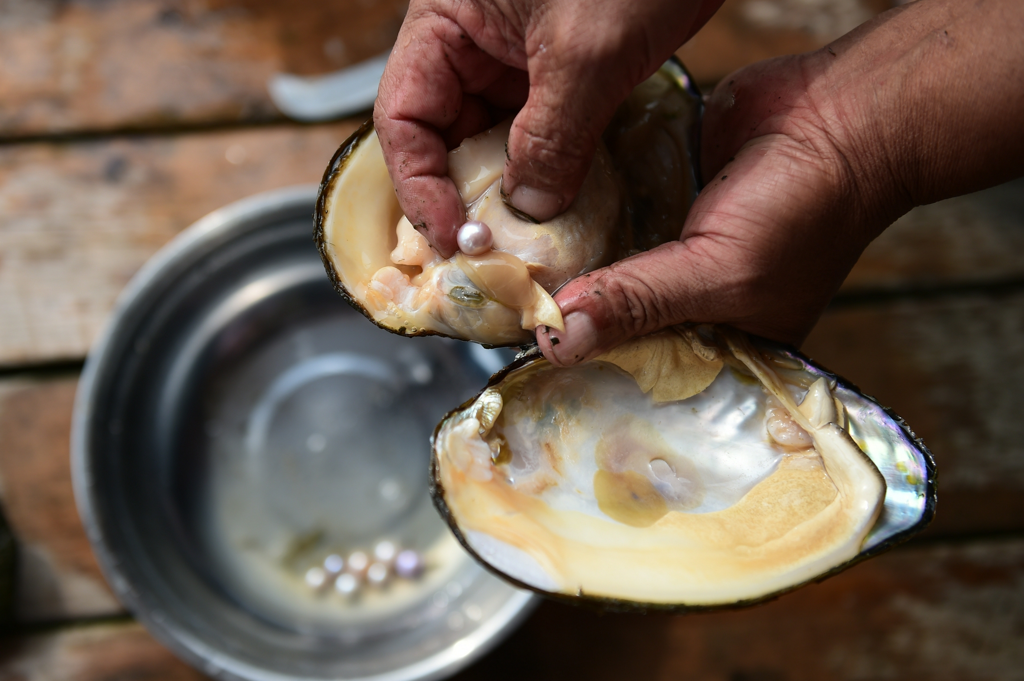 安徽颍上珍珠养殖助力乡村振兴