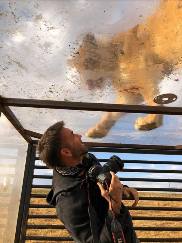 英国摄影师在南非抓拍经典画面狮王站在尸骨山顶俯瞰自己的王国