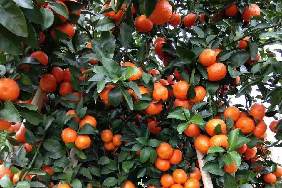 柑橘太阳果比较多,该怎么办?有什么提前预防的办法吗?