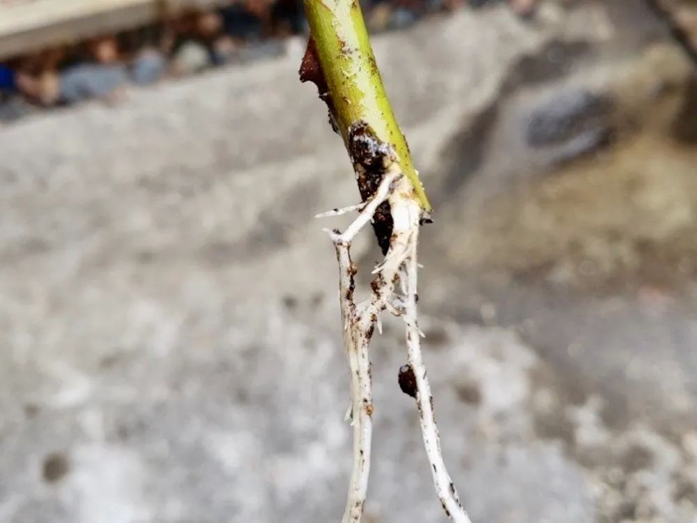 准备6969一些芦荟的叶片,芦荟叶子里的凝胶是可以用来促进生根的