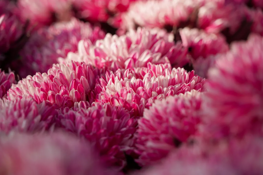 央视新闻特别节目《走进乡村看小康》走进开远国家现代农业产业园休闲区蓝鸢梦想 - Www.slyday.coM