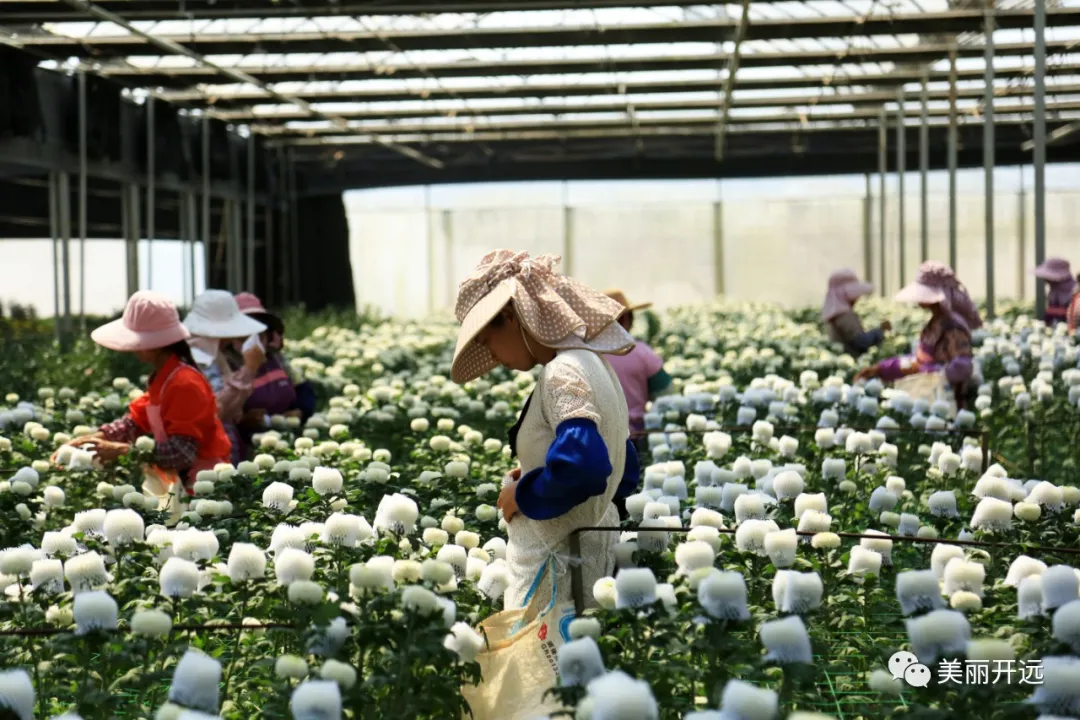 央视新闻特别节目《走进乡村看小康》走进开远国家现代农业产业园休闲区蓝鸢梦想 - Www.slyday.coM