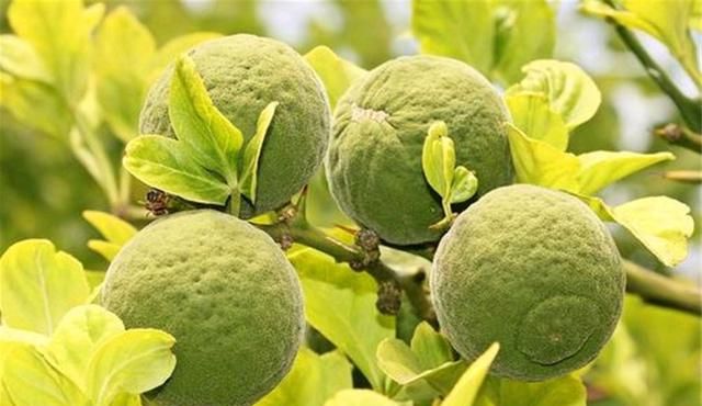 枳是一种怎样的植物?