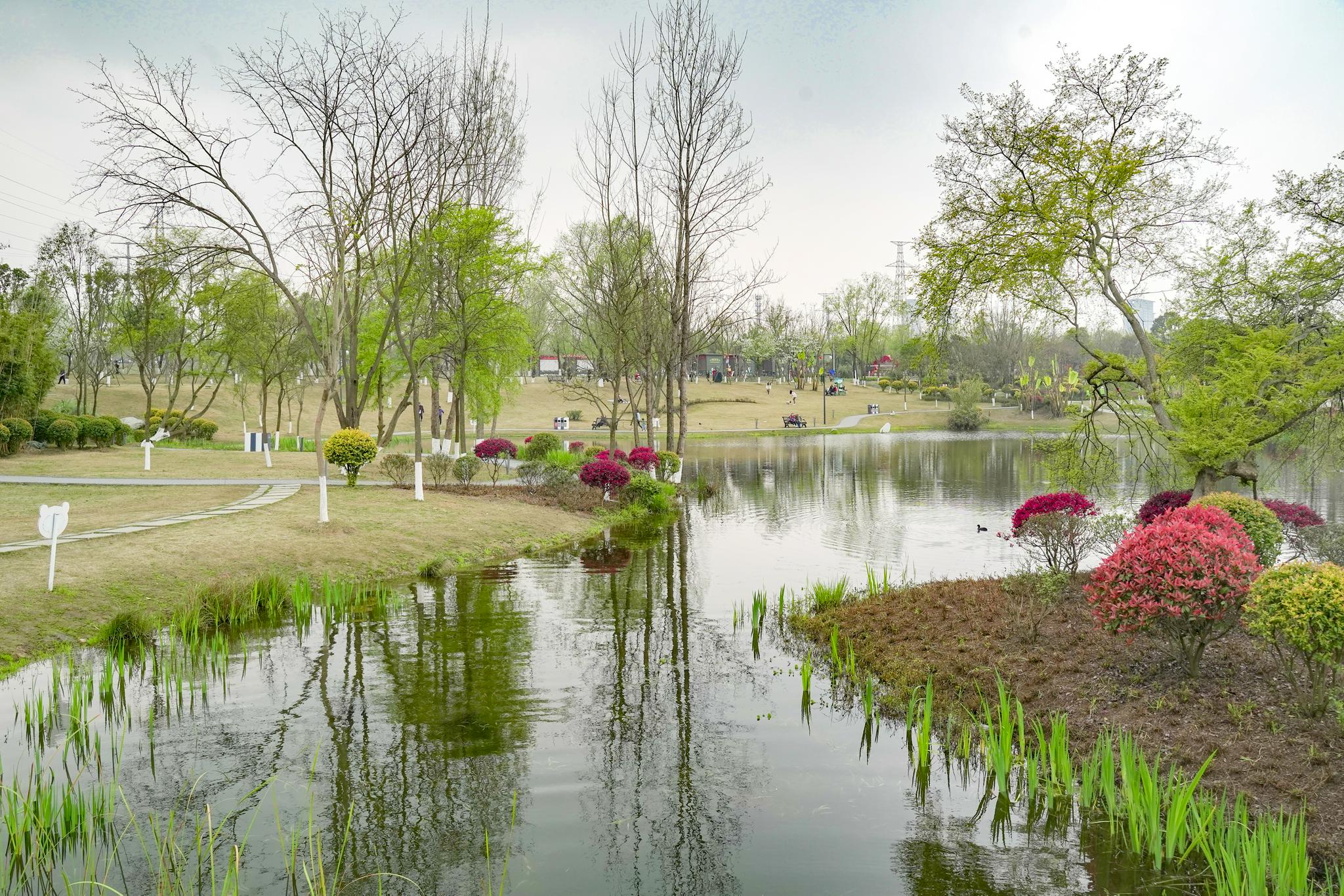 成都北郊的休閒勝地,千畝湖泊風景如畫,還不要門票|北湖|成都|湖泊