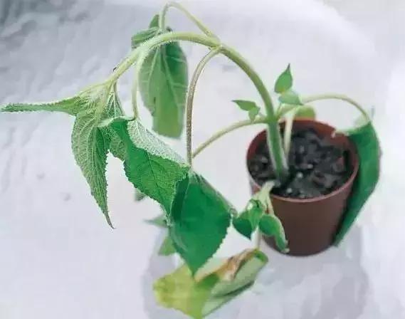 夏季植物易"打蔫",是你浇水没浇透,碰到几种情况