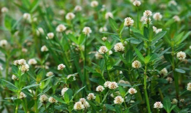 看看它們是怎麼再生的吧|蔓延|空心蓮子草|植物_新浪新聞