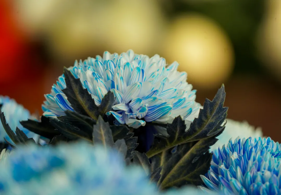 央视新闻特别节目《走进乡村看小康》走进开远国家现代农业产业园休闲区蓝鸢梦想 - Www.slyday.coM