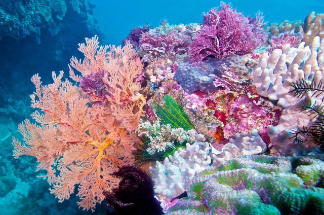 珊瑚礁,海底的"绿洲",它是植物还是动物呢?