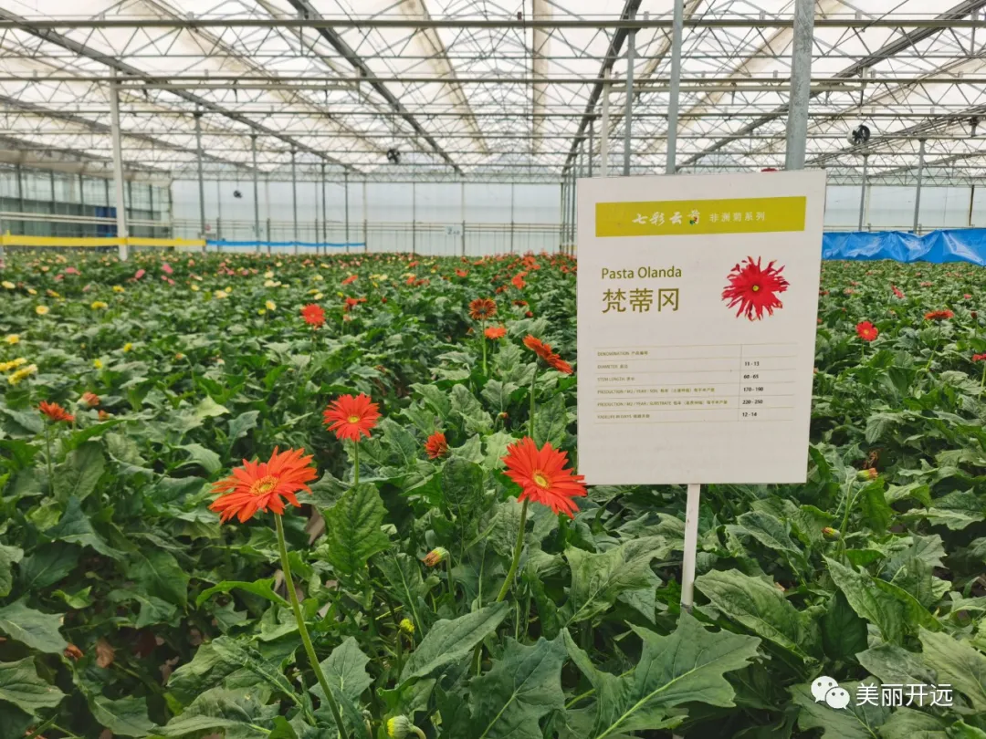 央视新闻特别节目《走进乡村看小康》走进开远国家现代农业产业园休闲区蓝鸢梦想 - Www.slyday.coM