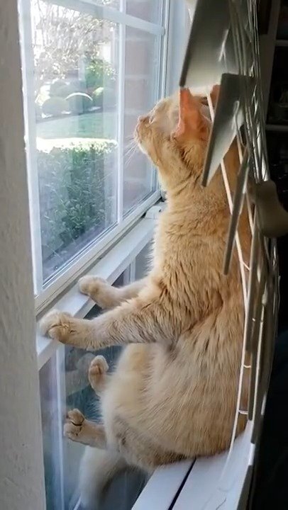 猫咪靠在窗户上看着外面的风景这窗叶质量真好