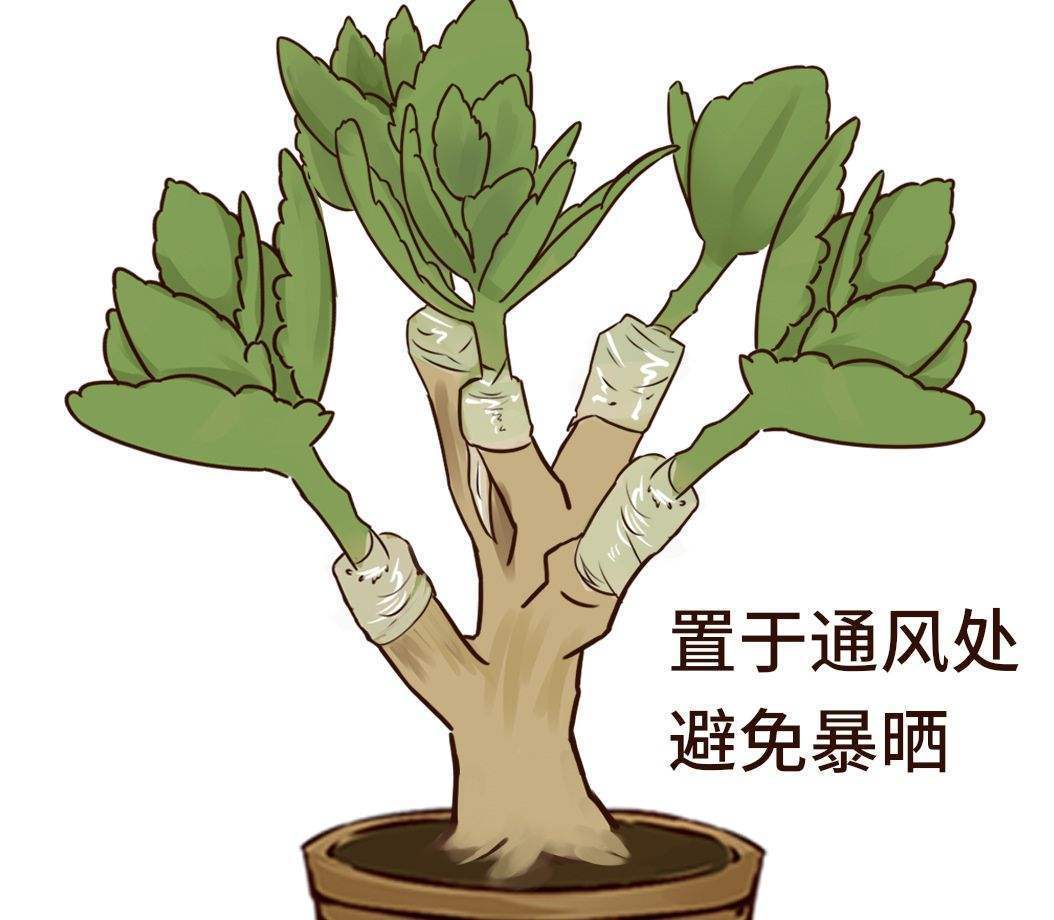 一年四季都开花,长寿花家庭养护方法,密密麻麻真好看