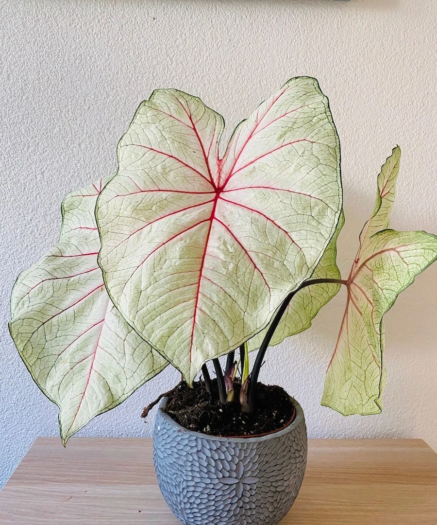 阳光不多的阳台,可尝试种花叶芋,这种球根植物好看又好养