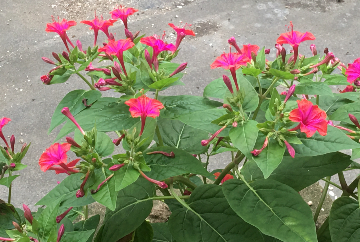 种子掉土里面,来年还会自己长苗发芽,又继续开花结种子,长得到处都是