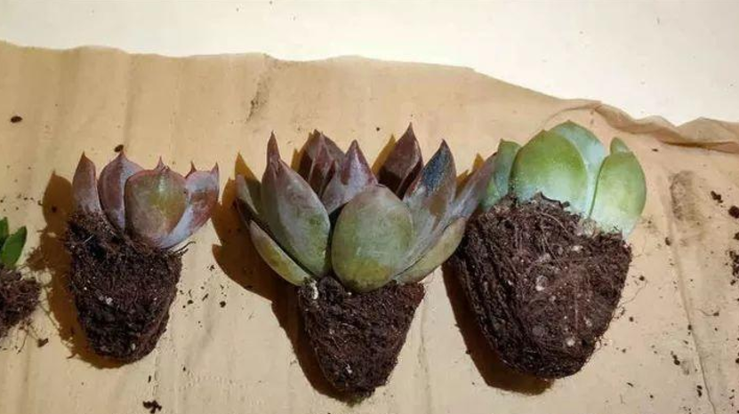 给多肉换盆,不能偷懒,要多加小心这些地方