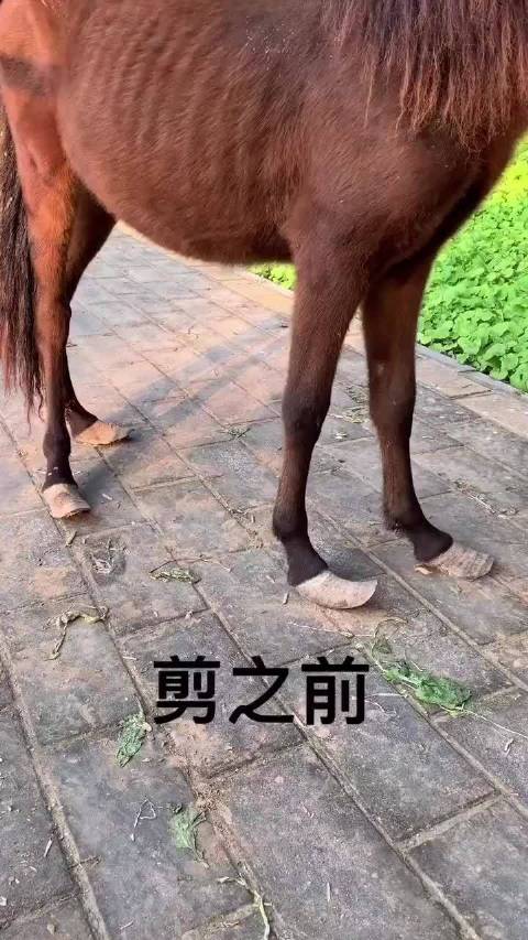 修马脚,这手艺希望能传承下去!