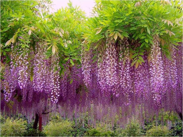 如果你种着紫藤8月底之前要做好2件事明年才能开满花