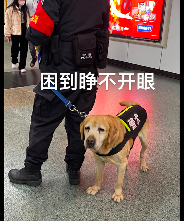 早上一只警犬在地铁里巡逻上班困得眼皮都睁不开了可爱又心疼