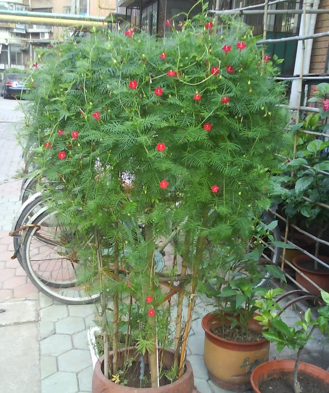 很容易养活繁殖的3种"漂亮花",长得到处都是,开花也挺多的|茑萝|花儿