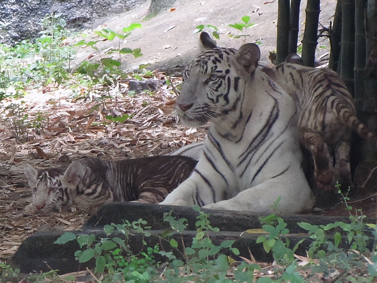 印度野外出现黑虎,威风凛凛的黑虎不止存在于神话,不过濒临灭绝